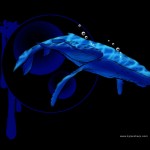 Whale-Design-3